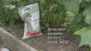 Чем подкормить клубнику  и малину после плодоношения