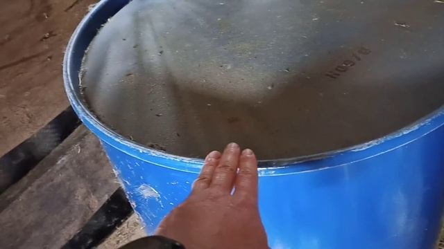 Как хранить зерновые (пшеницу, рожь, овес и др)
