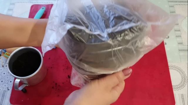 Все о рассаде томатов: как сеять, как правильно ухаживать в первые дни смотреть онлайн