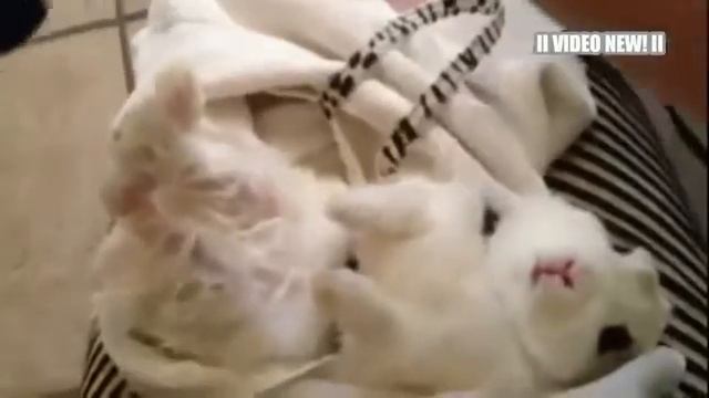 094 Смешные Животные, и фен! Видео Сборник 2016 NEW! смотреть онлайн