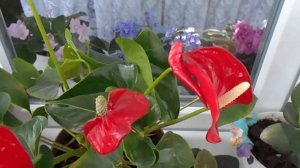 Vlog 18 Мои комнатные растения-2. Мужской цветок Антуриум- Мужское счастье