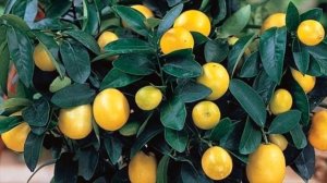 Гибридные мини-деревья