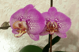 Орхидеи Фаленопсисы. Как пересаживать осенью? Как поливать зимой? Выращивание в сфагнуме