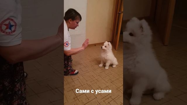 Учим команды без инструкторов. Югре 2,5 месяца#самоеды #самоедскаялайка #Самоед Югра