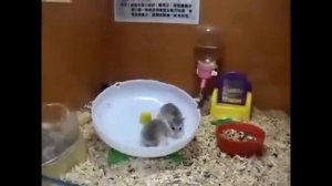 Смешные хомяки