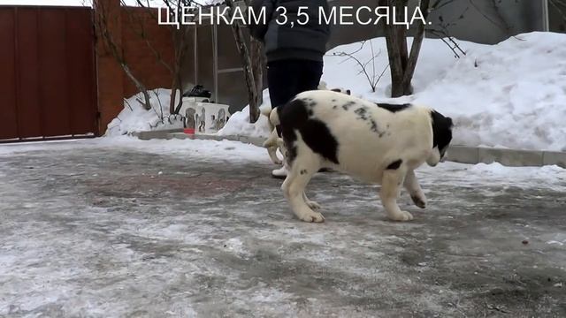 ЩЕНКИ АЛАБАЯ, СРЕДНЕАЗИАТСКОЙ ОВЧАРКИ 3,5 МЕСЯЦА. www.r-risk.ru +7 926-220-56-03 ТАТЬЯНА ЯГОДКИНА. смотреть онлайн
