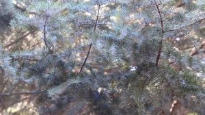 Пихта Конколор I Ábies cóncolor