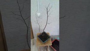 Бонсай из березы.