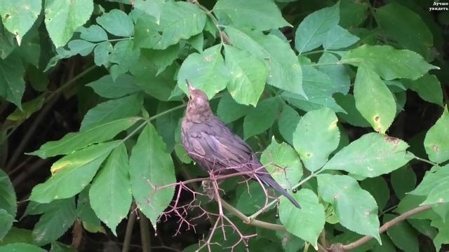 Дрозды едят бузину чёрную || Blackbirds eat black elderberry смотреть онлайн