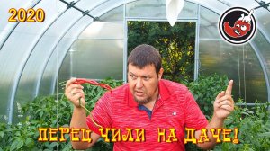Перец чили на даче: жизнь перцев в теплице
