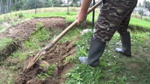 Живу в деревне. Копаю яму и собираю груши для компота. Грибы перед дождем.