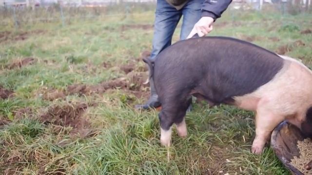 Как выпрямить хвост свиньи смотреть онлайн