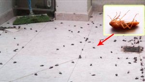 Три мощных способа быстро избавиться от тараканов и любых насекомых