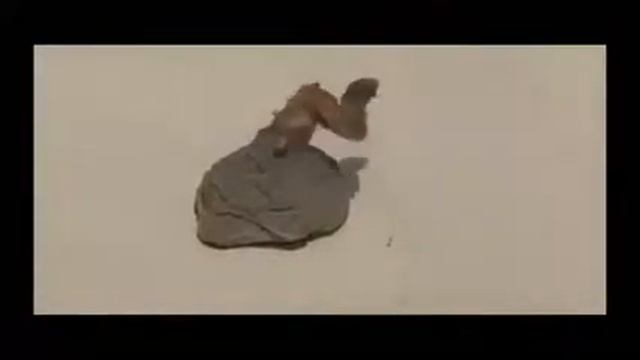 Фараонова змея термическое разложение роданида ртути смотреть онлайн