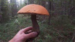 По ГРИБЫ в Карелию. Сбор ГРИБОВ. Грибы пошли. Разведка новых ГРИБНЫХ мест. Грибы 2020
