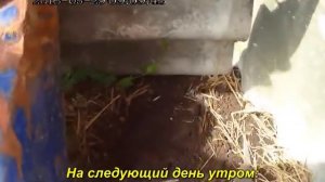 Медведка.  Рубит от медведки.