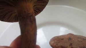 Узнаем гриб вместе. Мокруха пурпуровая (Chroogomphus rutilus)