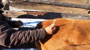 Жизнь на стоянке. На Алтае. Такого вы не Видели!!!