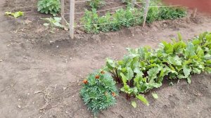 клубника Фестивальная