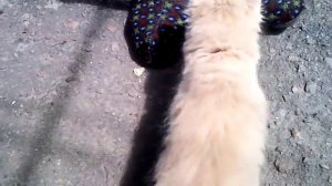 Сибирская кошка и котята. Персиковые