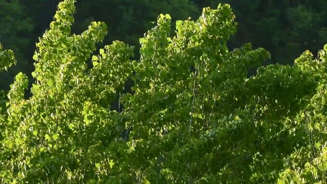 Ветер Тополь Листья Трясти Волн Природа смотреть онлайн