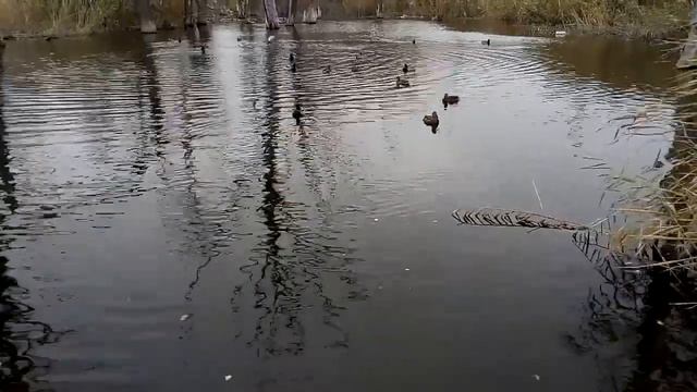 Утки плавают в пруду в ноябре 2021 года в Волгограде Ducks swim in a pond in November in Volgograd смотреть онлайн