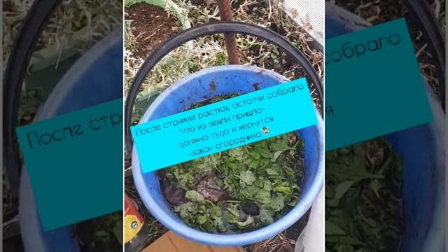 Будни Авроры! #дача #сад смотреть онлайн