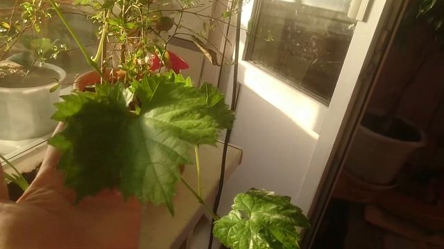 Виноград в квартире из косточки - 2 часть. смотреть онлайн