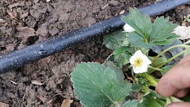 Чистим клубнику! Сделали капельный полив. смотреть онлайн