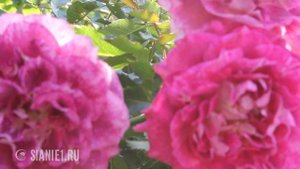 Lets Celebrate - английская роза