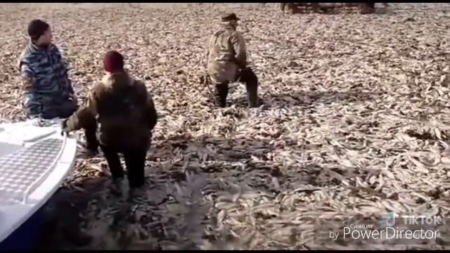 Сколько штраф за одну селедку? Кому предъявить? смотреть онлайн