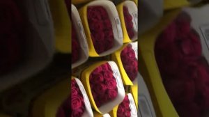 Крашенная роза на плантации роз в Эквадоре