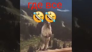 День сурка. крик сурка