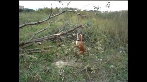 Стаффорширский бультерьер Рыжик