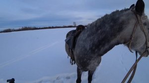 Охота на коне с cz455.Дальний выстрел 22lr