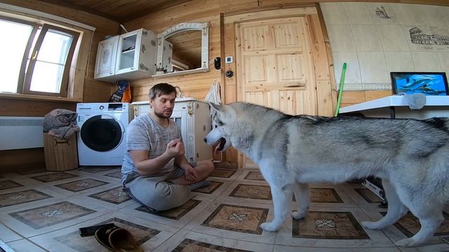 Способ как отучить собаку все подбирать с земли | команда фу\оставь HUSKY VLOG смотреть онлайн
