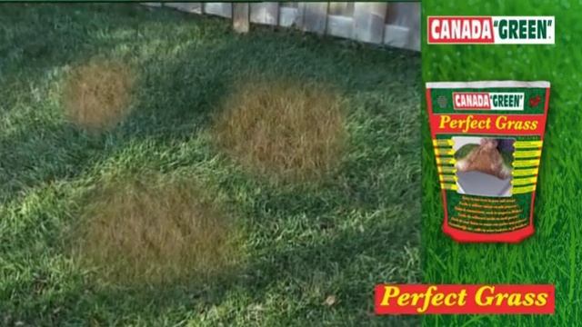 Perfect Grass CANADA GREEN смотреть онлайн