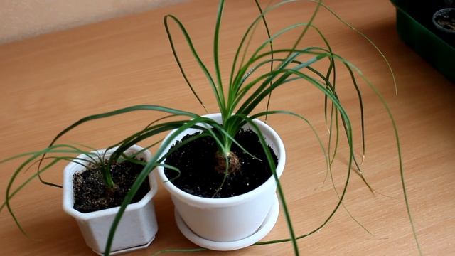 Нолина из семян. [Надежда и мир]