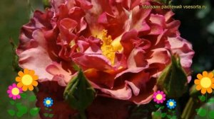 Роза флорибунда блаувестед. Краткий обзор, описание характеристик, где купить саженцы Blauwestad