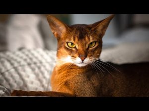 Люди в кошачьей картине мира — всего лишь удобные приспособления....