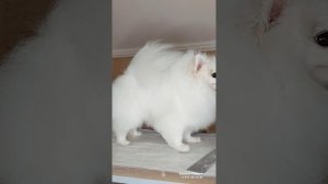 Стрижка шпица  дома,как подстричь  шпица