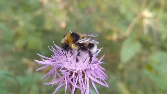Мохнатый шмель/Пухкав пчела/Furry Bumblebee   01.08.2021  #природа #лето #насекомые #шмель