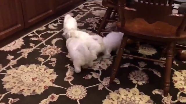 Щенки бишон фризе. Помет Г смотреть онлайн