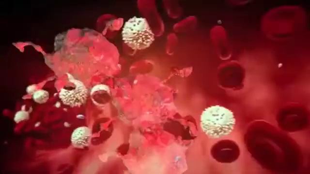 nipah virus lab video