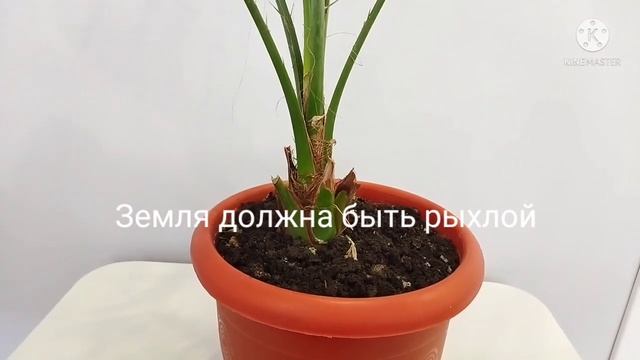 Как можно быстро вырастить финиковые пальмы.Уход. смотреть онлайн
