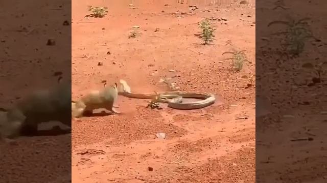 Rikki Tikki Tavi!Mongoose And Snake (Cobra)Мангуст и Змея (Кобра)