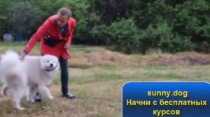 Хаски, маламут или самоед. Как правильно выбрать?