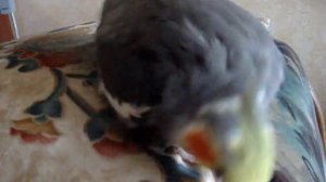 Танец "Енька-Бенька"