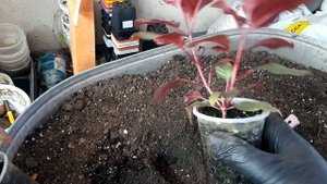 ФУКСИЯ трифилла ТАЛИЯ. Пересадка-перевалка. Зачем это нужно мне?