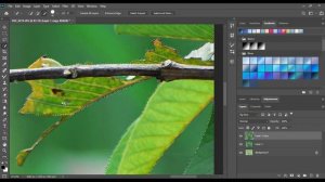 How I edit my wildlife photos || step by step tutorial || photoshop 2020 || wildlife photo editing